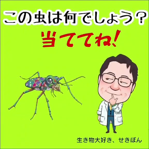 【せきTUBE】この虫は何でしょう？